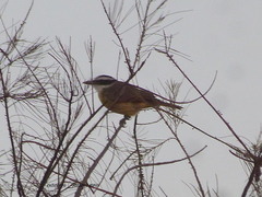 Pitangus sulphuratus