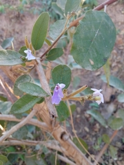 Cryptostegia grandiflora