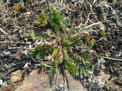 Potentilla chinensis