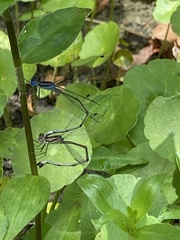 Lestes tenuatus