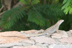 Oplurus quadrimaculatus