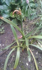 Hippeastrum reticulatum