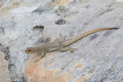 Oplurus quadrimaculatus