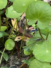 Lestes tenuatus