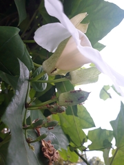 Thunbergia grandiflora