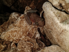 Craugastor yucatanensis