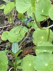 Lestes tenuatus
