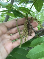 Pterocarya stenoptera