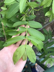 Pterocarya stenoptera