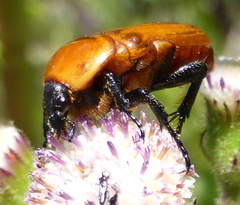 Leucocelis rubra