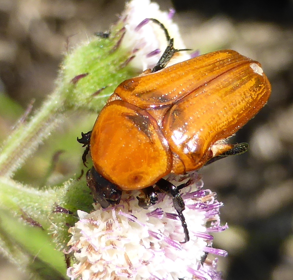 Orange Small Fruit Chafer (Beetles and Bugs of the Mfolozi River ...