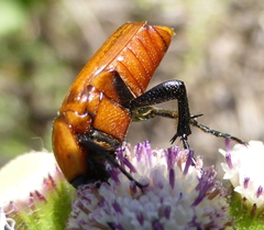 Leucocelis rubra