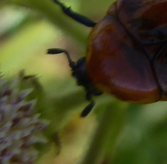 Leucocelis rubra