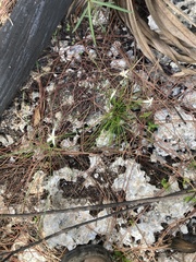 Rhynchospora floridensis