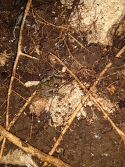 Craugastor yucatanensis