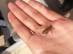 Cordulegaster maculata