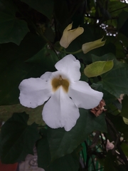 Thunbergia grandiflora