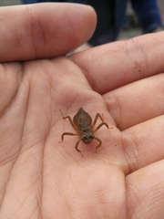 Cordulegaster maculata