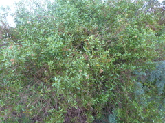 Tessaria dodonaeifolia