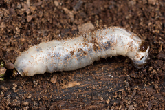Tanyptera