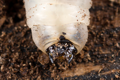 Tanyptera