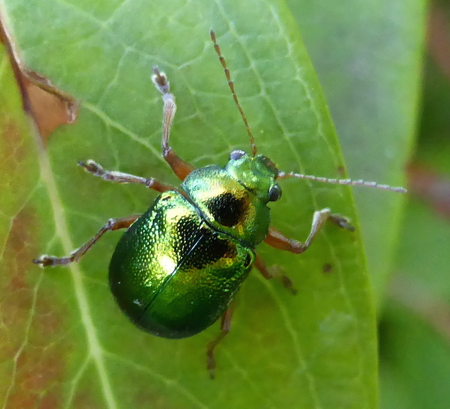 Colasposoma fulvipes