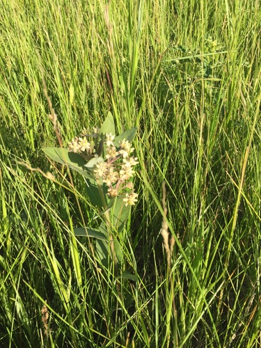 oval-leaved milkweed