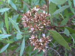 Tessaria dodonaeifolia