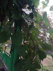 Thunbergia grandiflora