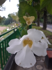 Thunbergia grandiflora