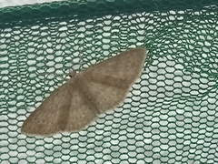 Cyclophora obstataria