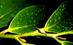 Enchenopa squamigera