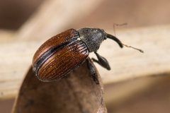 Anthonomus phyllocola