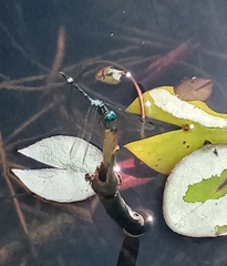 Dythemis nigra