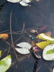 Dythemis nigra