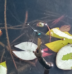 Dythemis nigra