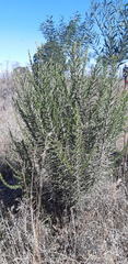 Dicerothamnus