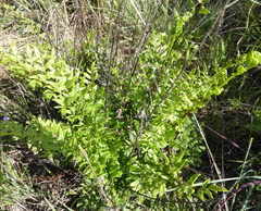 Cheilanthes viridis