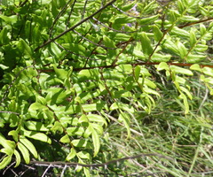 Cheilanthes viridis