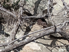 Macrovipera lebetinus