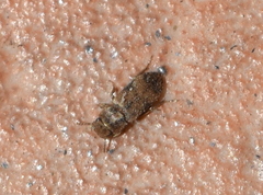 Lepidocnemeplatia sericea