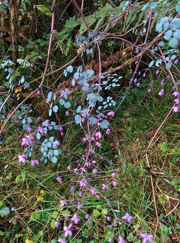Thalictrum podocarpum, photograph 3
