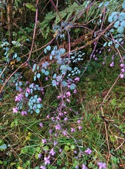 Julien Renoult, CC BY, iNaturalist via GBIF Thalictrum podocarpum, photograph Julien Renoult, CC BY, iNaturalist via GBIF