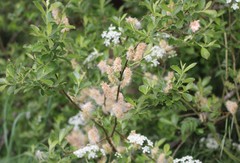 Salix laggeri