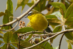 Thlypopsis superciliaris