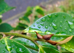 Enchenopa squamigera