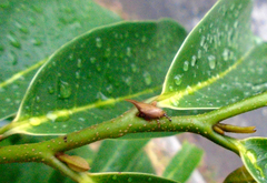 Enchenopa squamigera