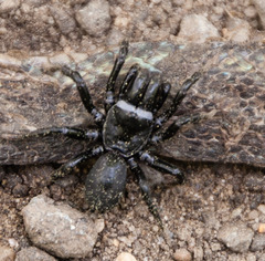 Sphodros niger