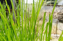 Eleocharis dulcis
