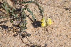Linaria polygalifolia